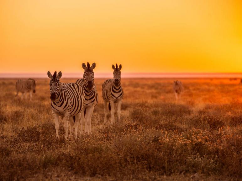 Sansibar und Südafrika