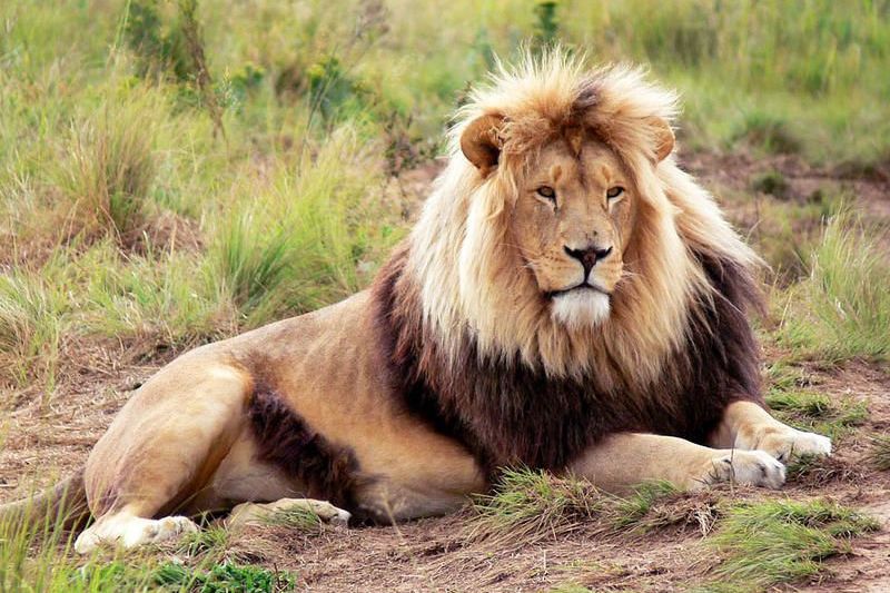 Sudafrika Reise Mit Safaris Ubernachtungen Flugen Ab 1749
