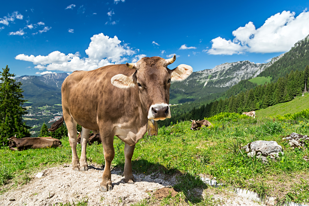 Brown,Cow,In,Front,Of,Mountain,Landscape