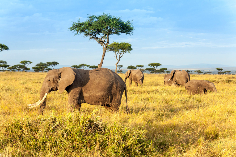 African,Elephant,In,The,Maasai,Mara,National,Reserve,,Kenya