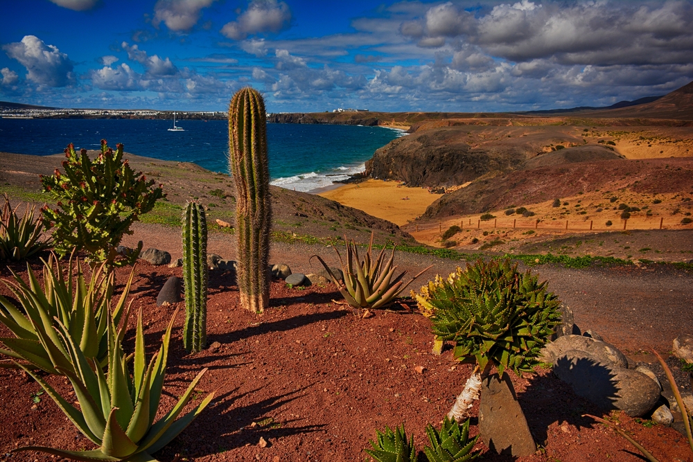 Lanzarote,,Papagayo,,Beach,With,Cactus.