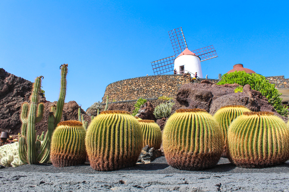 Cactus,Gardens,(jardin,De,Cactus),In,Lanzarote,/,Canary,Islands