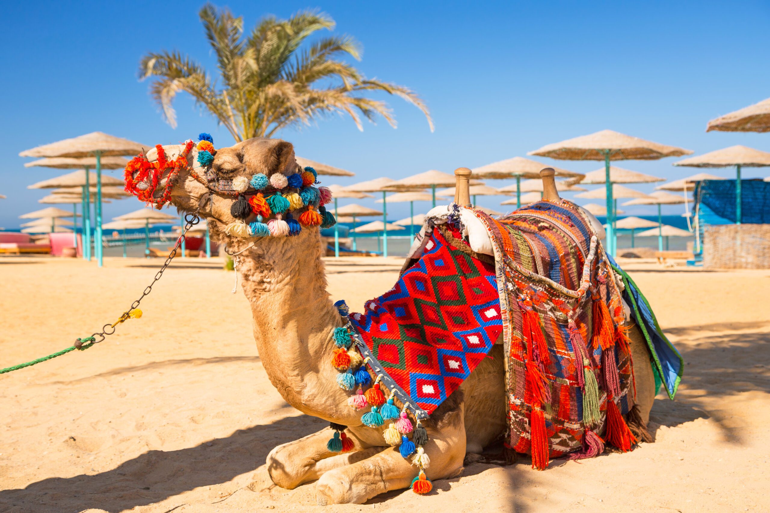 Camel,Resting,In,Shadow,On,The,Beach,Of,Hurghada,,Egypt