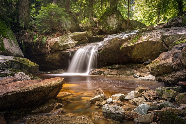 Harz Wald