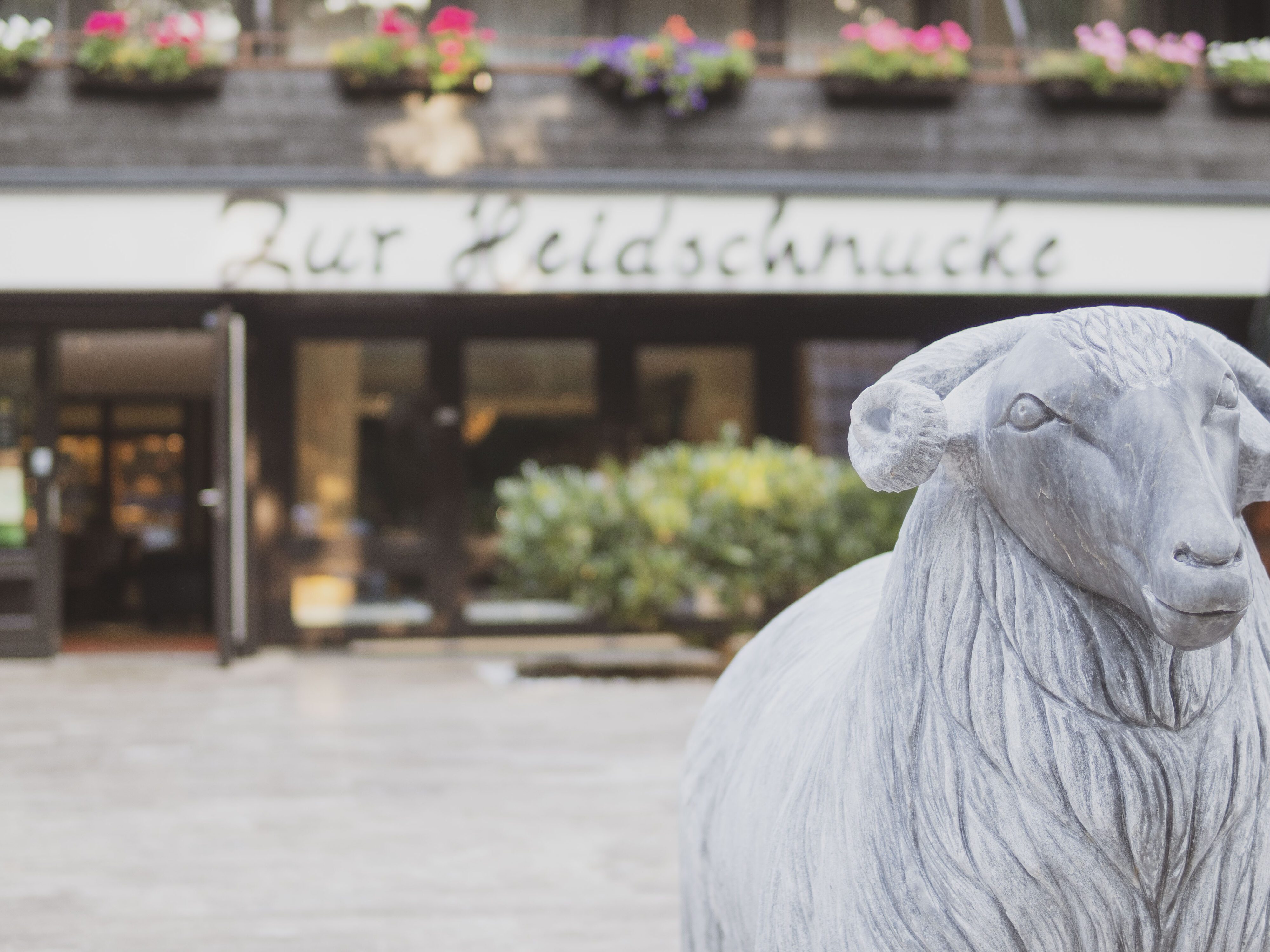 Lüneburger Heide zur Hotel Heidschnucke Lüneburger Heide zur Hotel Heidschnucke