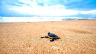Fuerteventura Meeresschildkröte