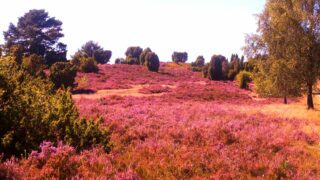 Lüneburger Heide
