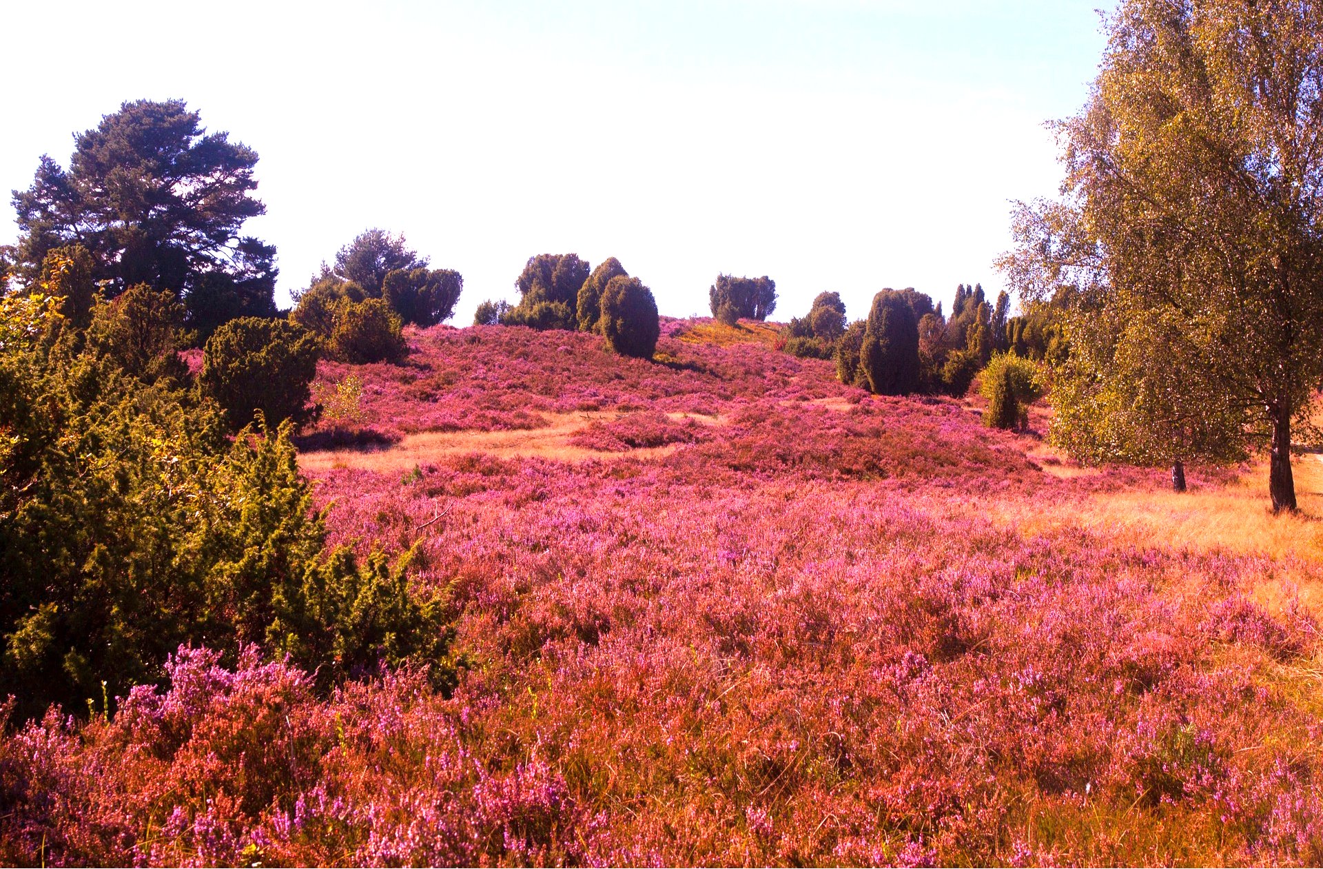 meadow-gd097ae634_1920 Lüneburger Heide