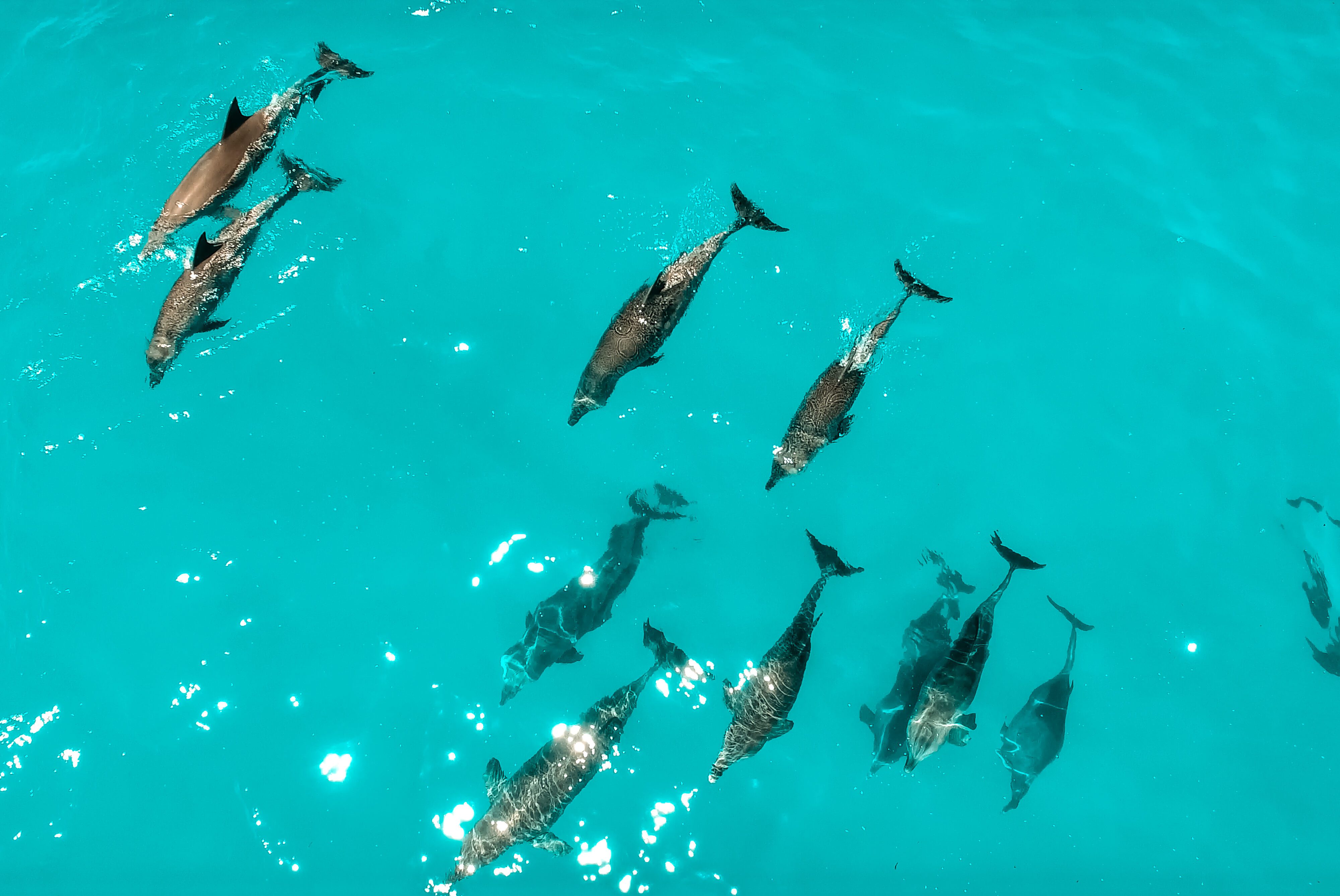 School,Of,Dolphins,,Zanzibar