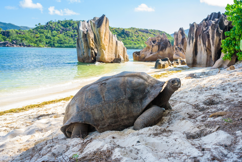 Aldabra,Giant,Tortoise,,Turtle,In,Seychelles,On,The,Beach,Near