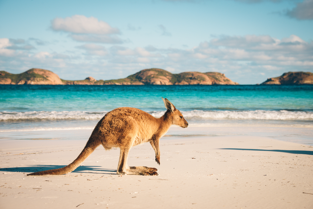Kangaroo,At,Lucky,Bay,In,The,Cape,Le,Grand,National